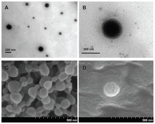 Figure 2 TEM and SEM images of LNPs formed with a core-shell supramolecular structure. A TEM image shows relatively uniform sized LNP particles (A), and a LipoParticle revealing its lipid shell thickness (B). A SEM image shows the fairly rigid surface morphology of PLGA particles by the electron-beam bombardment effect (C), and another SEM image displays the degradation and cracking of LNPs with a DPPC shell (D).Abbreviations: DPPC, 1,2-dipalmitoyl-sn-glycero-3-phosphocholine; LNPs, lipid/polymer particle assemblies; SEM, scanning electron microscopy; TEM, transmission electron microscopy.