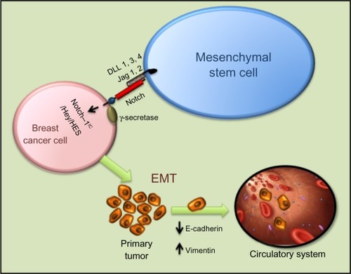 Figure 4 Intercellular interaction between mesenchymal stem cells and breast cancer cells through Notch can activate EMT through NIC, Hey, HES, and other activators. Mesenchymal stem cells modified with miR-126 release proangiogenic factors and induce expression of proangiogenic Notch ligand DLL 1, 3, 4 and Jagged-1/2 enhancing angiogenesis. Moreover, Notch signaling regulates the expression of CXCR4 in mesenchymal stem cells, modulating their migration.