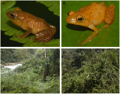 Figure 2. Males of Diasporus tigrillo recorded and analyzed for this description (A. UCR22364 and B. UCR22365). Habitat where the species was found vocalizing (C and D). Photos by EA.