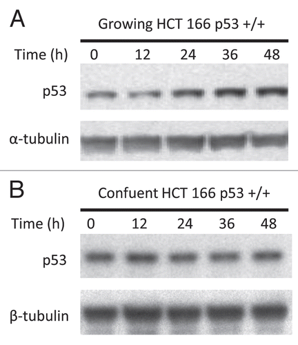Figure 4 A p53 response to DNA damage coincides with the epigenetic effects of decitabine. (A) Immunoblot of p53 tumor suppressor protein and tubulin in growing cells. Growing wild-type p53+/+ HCT116 cells were treated once with 300 nM decitabine. p53 Protein and α-tubulin loading control in cell lysates were measured at 12 h intervals by western immunoblotting. (B) Immunoblot of p53 tumor suppressor protein and tubulin in confluent cells. Confluent wild-type p53+/+ HCT116 cells were treated once with 300 nM 5decitabine. p53 Protein and β-tubulin loading control in cell lysates were measured at 12 h intervals by western immunoblotting.