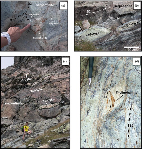 Figure 3. Outcrop views in the Mount Avic serpentinite massif. a) foliated serpentinite with serpentine, magnetite, and Ti-clinohumite aligned along the S2 foliation, crenulated by D3 phase (north of Lac Blanc: coord. 389760, 5056352 UTM Z32, ED50). b) Boudinaged rodingitic dyke (rod-dyke) intruded within serpentinite (east of Cote Mouton: coord. 391316, 5056543 UTM Z32, ED50). Dykes are wrapped by chloritic blackwall (chl). c) Outcrop overview with folded rodingitic dykes within foliated serpentinite (east of Cote Mouton: coord. 391300, 5056560 UTM Z32, ED50). d) Close-up of S1 foliated marked by Ti-clinohumite and olivine in sheared serpentinite (north of Lac Blanc: coord. 389760, 5056352 UTM Z32, ED50).