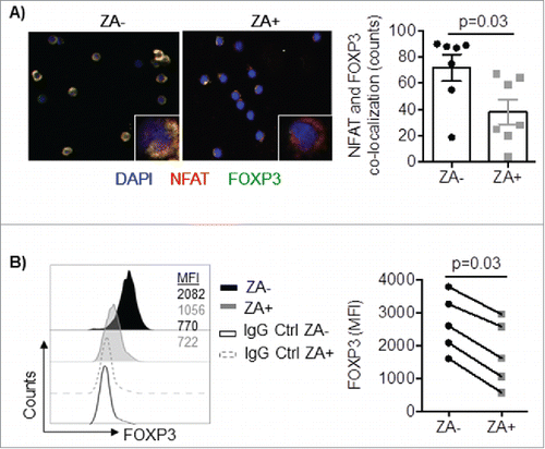 Figure 3. A) Enriched Treg were pre-activated with IL-2 and OKT3 in the presence or absence of ZA overnight and stained for FOXP3 (green), NFAT (red) and the nuclear dye DAPI (blue). Cells were analyzed by confocal microscopy (20x) and images were analyzed using ImageJ 2.0. An enlarged image of one representative cell is shown in the bottom right corner. Representative images and accumulated data (n = 7) mean ± SEM are shown and statistical analyses were performed by the Student's t test. B) Enriched Treg were stimulated with IL-2 in the presence or absence of ZA for 3 days and analyzed for the expression of FOXP3 by flow cytometry. A representative histogram and pooled (n = 5 donors) data mean ± SEM are shown and statistical analyses were performed by Wilcoxon test.