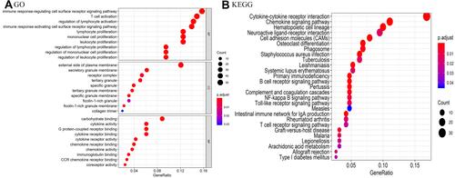 Figure 3 GO functional enrichment and KEGG pathway enrichment of DEGs in the stromal and immune score groups. (A) Top 10 biological process (BP), cellular components (CC) and molecular functions (MF) with the most significant P values. (B) All KEGG enrichment results of DEGs. P<0.05.