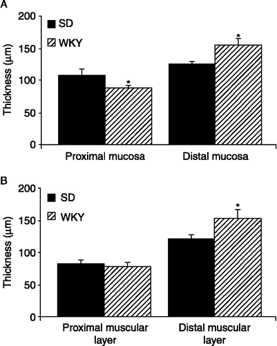 Figure 6  Thickness of the mucosal and muscular layers of WKY rats. (A). The histogram illustrates the mean thickness of the mucosal layers in the proximal and distal colon of SD (filled bars n = 25 sections from five rats) and WKYs (hatched bars n = 20 sections from four rats). (B). The mean thickness of the muscular layers in SD (n = 25 sections from five rats) and WKY (n = 20 sections from four rats) proximal and distal colons. Values are mean ± SEM. *indicates p ≤ 0.05.