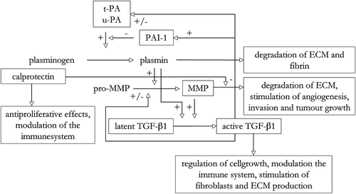 Figure 1.  Schematic illustration of the main interactions of MMPs, TGF-β1, the fibrinolytic plasminogen system and calprotectin.