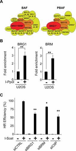 Figure 1. BRG1 is recruited to DSBs and stimulates HR. (a) SWI/SNF complexes in somatic mammalian cells exist in two combinations: BAF and PBAF. The BAF complex can contain either the BRG1 or BRM ATPase (red), whereas the PBAF complex contains exclusively BRG1. Both complexes contain a group of core subunits (BAF47, BAF155, BAF170, orange) and a number of accessory factors of unknown function (yellow). Subunits marked with an asterisk (*) are known to be mutated in a variety of cancers [Citation20]. (b) U2OS cells were transduced with a retrovirus expressing ER*-HA-I-PpoI. These cells were treated for 12 h with tamoxifen (2 μM, + I-PpoI) or not (- I-PpoI), crosslinked, and nuclear extracts were prepared. Chromatin immunoprecipitation was performed for the indicated proteins. Quantitative PCR was performed to determine the amount of protein recruited at the specific locus (489 bp 3ʹ to the I-PpoI cut site in the rDNA region). Fold enrichment was calculated by dividing the percentage (%) of input of the + I-PpoI by the – I-PpoI. The % of input refers to the amount of DNA obtained from the immunoprecipitation of the given factor divided by the total amount of DNA (input). (c) HR efficiency was measured using the DR-U2OS system [Citation36]. DR-U2OS cells were transfected with the indicated siRNAs and 72 h later cells were transfected with an empty plasmid (-) or a plasmid encoding the I-SceI endonuclease (+). After 48 h, the % of GFP positive cells was measured by flow cytometry to assess HR efficiency. Results were normalized as siCTRL equal to 100%. All experiments were done in triplicate and graphs represent averages of three independent experiments ± SD (* p < 0.05, ** p < 0.01 by student t test)