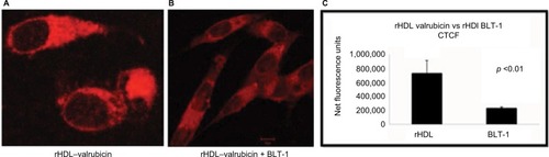 Figure 7 Confocal microscopy images of MDA-MB 231 treated with rHDL-valrubicin in presence of BLT-1.