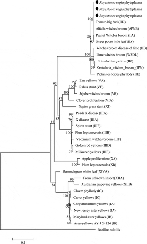 Fig. 5 Phylogenetic tree based on the combined 16S ribosomal RNA, tuf and imp gene sequences of Roystonea regia phytoplasmas (black circles) with 41 phytoplasma strains from different groups and subgroups. The tree was rooted using Bacillus subtilis (GCA000789275). The phylogenetic tree was constructed by the Maximum Likelihood method and units are the number of base substitutions per site. Bootstrap values are expressed as percentage of 1,000 replicates