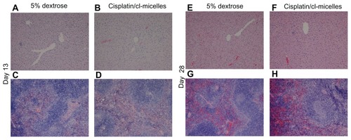 Figure 6 Light microscopy images (original magnification 100×) of hematoxylin and eosin-stained liver and spleen tissues from toxicity analysis in female C57Bl/6 mice.Notes: No histopathological changes were observed in liver (A and B, day 13; E and F, day 28) and spleen (C and D, day 13; G and H, day 28) following administration of free cisplatin at a dose of 4 mg/kg, cisplatin-loaded cl-micelles at a cisplatin equivalent dose of 4 mg/kg, or empty micelles at 2.5 mg polymer/kg body weight. Treatment was administered by bolus intravenous tail vein injection (n = 5), four treatments in total, with each treatment at a 4-day interval. The animals were sacrificed using CO2 euthanasia on day 13 and day 28 for toxicity analysis. Hematoxylin and eosin staining was performed as described in materials and methods.