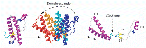 Figure 3 Prion structural dynamics in relation with polymerization process: mechanism of separation of S1H1S2 from H2H3. According to experiments with artificial disulfide bridge, H/D exchange and the fact that H2H3 summarizes the oligomerization pattern of full-length PrP, the activated state prior to aggregation corresponds to the separation of S1H1S2 from H2H3.