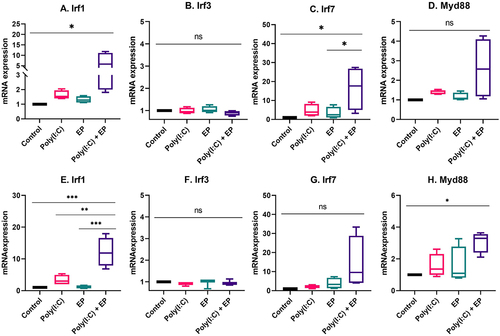 Figure 7. The regulation of interferon regulatory factor mRNAs after poly(I:C) transfection. Relative mRNA expression of (A) IRF1, (B) IRF3, (C) IRF7 and (D) MyD88 in mammary carcinoma cells; (E) IRF1, (F) IRF3, (G) IRF7 and (H) MyD88 in fibrosarcoma cells. (***p < 0.001, * p < 0.05, ns = non-significant, n = 3–5).