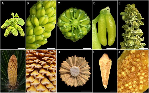 Figure 1. Male reproductive structures of Ginkgo (A–E) and Cycas (F–J). (A) Ginkgo biloba male brachyblast before pollination time; scale bar 1 cm. (B) Detail of G. biloba microsporophylls on a sigle cone; scale bar 2 mm (* indicates an air sac in the knob of the microsporophyll). (C) Ginkgo male cone cut transversely with microsporophylls spirally arranged around the central axis, adaxial view; scale bar 2 mm. (D) G. biloba microsporophyll with an apical sterile knob and two pendant microsporangia; scale bar 2 mm (* indicates an air sac in the knob of the microsporophyll). (E) G. biloba male cone soon after dehiscence of microsporangia; scale bar 2 mm. (F) Cycas revoluta male cone at around pollination time; scale bar 10 cm. (G) Detail of C. revoluta microsporophylls attached perpendicularly to the main cone axis; scale bar 2 cm. (H) Cycas circinalis male cone cut transversely with microsporophylls spirally arranged around the central axis, abaxial view; scale bar 4 cm. (I) C. circinalis microsporophyll with an apical sterile apophysis and the microsporangia arranged in sori; scale bar 1 cm. (J) C. circinalis sori soon after dehiscence of microsporangia, with pollen still inside most of them; scale bar 2 mm.