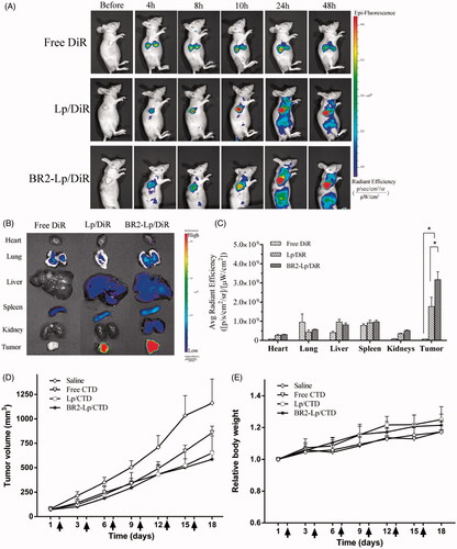 Figure 6. BR2 conjugation facilitates liposomes accumulation and enhances the anticancer efficacy in subcutaneous HepG2 xenograft tumor in nude mice. (A) In vivo fluorescence images of HepG2 tumor (150–200 mm3) bearing mice at different time points after single intravenous injection of different DiR formulations at dose of 2.0 mg/kg. At 4, 8, 10, 24 and 48 h after injection, mice with in vivo DiR fluorescence were imaged by IVIS Spectrum system. (B) After 48-h injection, the mice were sacrificed, and the tumors and vital organs were harvested and placed on a black paper for ex vivo imaging. (C) Average fluorescence signals of ex vivo tumors and organs after DiR treatment for 48 h *p < .05. (D) Anticancer effect on HepG2-tumor xenograft treated with BR2-Lp/DiR. Tumor volume changes after intravenous injection of saline, free CTD, Lp/CTD and BR2-Lp/CTD at a dose of CTD 0.35 mg/kg for a total of six injections with 3 days interval. (E) Body weight changes profile of tumor-bearing mice after treatment. Arrows indicate the drug administration time.