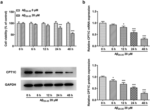 Figure 1. CPT1C expression was reduced in Aβ25-35-induced HT22 cells. HT22 cells were treated with Aβ25-35 (20 μM) for 6 h, 12 h, 24 h or 48 h, respectively