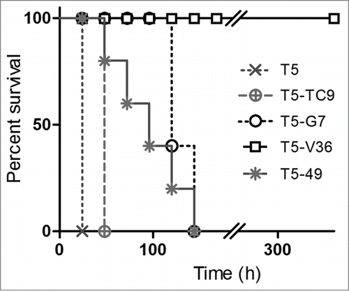 Figure 6. In vivo neutralization assay with bispecific antibodies. Survival rate of groups of 5 mice co-administered with 10 × LD100 of the toxin preparation and 6.3 nmoles of the monomeric or bispecific antibodies in PBS. The Log-rank (Mantel-Cox) test indicated significant differences in the neutralizing activity of the nanobodies as follows: T5 < T5 – TC9 (p < 0.0002), T5 – TC9 < T5 – 49 (p < 0.0002), T5 – 49 < T5 – G7(p<0.02), T5 – G7 <T5 – V36 (p < 0.0001).