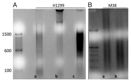 Figure 1. (A) Sonication times and fragments lengths in base pairs (bp) for cell line DNA at three different time periods: a:5 min; b:10 min; c:15 min; (B) Sonication times and fragments lengths in base pairs (bp) for fresh tissue DNA at three different time periods: a:5min; b:10min.