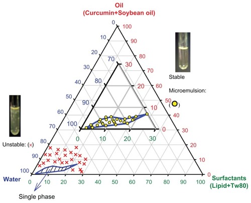 Figure 1 Stability of emulsions made from oil (soybean oil plus curcumin)/water/surfactants (lecithin plus Tween 80), stored at 25°C. Microemulsions shown as open circles were found to be stable; (×): microemulsions were unstable.Note: Tween 80:lecithin ratios were varied from 1:1 to 24:1, with no significant change in microemulsion stability with the same total surfactant.