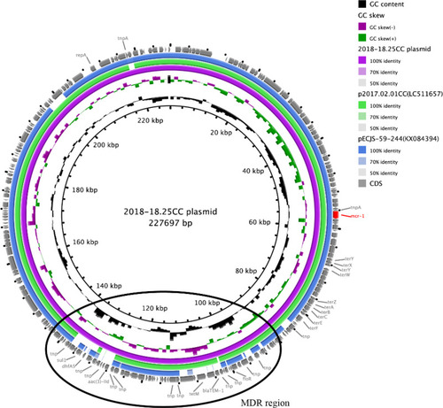 Figure 2 Sequence alignment of IncHI2 plasmids with mcr-1 in isolates obtained from a human and a chicken of the same household. Plasmids 2018–18.25CC and p2017.02.01CC were present in the chicken and human isolates, respectively. The reference IncHI2 plasmid pECJS-59-244 was isolated from a pig in a previous study. The circle indicates the putative MDR region.