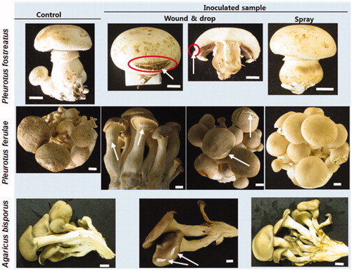 Figure 3. Inoculation test of Cryptococcus pseudolongus DUCC4014 to three different mushrooms (Agaricus bisporus, Pleurotus ferulae, Pleurotus ostreatus) using spray and wound & drop methods. The cell concentration of 1 × 106 cells/ml was used as inoculum. White arrows indicate the wounded position on the cap of the mushroom fruit bodies. Red circles indicate browning of the cut-inoculated area of the mushroom cap. Scales: 10 mm.