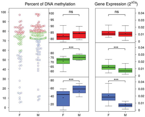 Figure 3. Expression of cyp19a1a in gonads of females and males with low, intermediate or high DNA methylation levels. In the left side, the distribution of DNA methylation values is shown by individual points for females (F) and males (M). Datapoints in blue (low), green (intermediate) and red (high) correspond to the first, second and third terciles of the distribution, respectively. The central boxplots represent low (blue), intermediate (green) and high (red) DNA methylation levels in females and males. The boxplots on the right side display the distribution of cyp19a1a expression depending on the level of DNA methylation in females and males. The boxes include the values distributed between the lower and upper quartiles, the upper whisker = min(max(x), Q3 + 1.5 * IQR), the lower whisker = max(min(x), Q1 – 1.5 * IQR), where IQR = third quartile (Q3) – first quartile (Q1). The black dots inside the boxplots indicate the mean and the line the median. Asterisks represent the level of significance of Wilcox rank sum test between females and males: ns = not significant; *** = p < 0.001. Notice the increase in inverse relationship between DNA methylation and gene expression with low methylation levels.