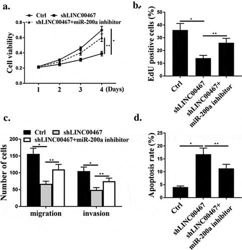 Figure 4. shLIN00476 affected cell growth through street miR-200a. (a). MTT measured cell viability. (b). Edu measured cell proliferation. (c). transwell measured cell migration and invasion. (d). Flow cytometry to determine apoptosis. N = 3, * p < 0.01, ** p < 0.05