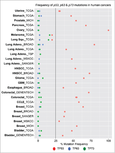 Figure 1. Mutational status of p53, p63 and p73 in human cancers. Graphical representation of the frequency of p53 (red), p63 (blue) and p73 (red) mutations in human cancer. Mutation data was obtained from cbioportal, which represents multiple sequencing datasets from human cancers.