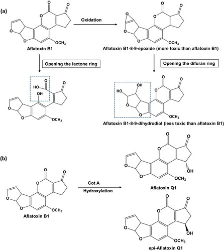 Figure 1. Laccase-mediated aflatoxin B1 degradation pathway. (a) Attack on the lactone and furan ring; (b) C3-hydroxylation in aflatoxin B1 to produce two isomeric compounds aflatoxin Q1 and epi-aflatoxin Q1.