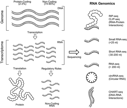 Figure 3. Common RNA genomics applications in virology. Genomic DNA is transcribed into RNA precursors for protein production (2–3%) and non-coding transcripts (74–90%). Abundance, identity and interaction data for RNA transcripts of varying lengths can be obtained with RNA genomic techniques.