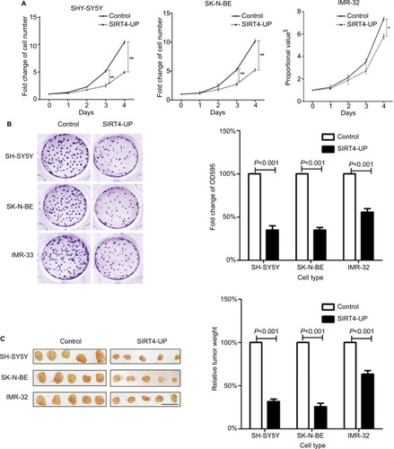 Figure 4 Inhibition of neuroblastoma cells’ proliferation by SIRT4 in vitro and in vivo.Notes: (A) Overexpression of SIRT4 in SH-SY5Y, SK-N-BE, and IMR-32 cells significantly inhibited their growth in vitro; compared with the control group, *was P<0.05 and ** was P<0.01. (B) SIRT4 significantly inhibited clone formation in SH-SY5Y, SK-N-BE, and IMR-32 cells. (C) Overexpression of SIRT4 significantly inhibited tumor tissue growth in SH-SY5Y, SK-N-BE, and IMR-32 cells in vivo. Each experiment was repeated at least three independent times. Scale bar =1 cm. §Proportional value with no unit of measure: 0 days as the baseline (means 1). “UP” indicates the gene expression of SIRT4 was up-regulated.