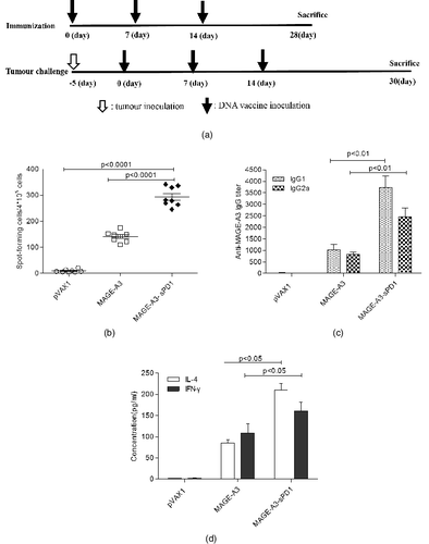 Figure 2. Induction of enhanced MAGE-A3-specific immune responses by sPD1 fusion vaccination. (A) DNA vaccine immunization schedule for C57BL/6 mice. (B) IFN-γ production as a specific response to MAGE-A3 protein determined by antigen ELISPOT assay. (C) IgG1 and IgG2a antibodies specific to MAGE-A3 in sera detected by ELISA. (D) Cytokine profile of proliferating T cells detected by ELISA.