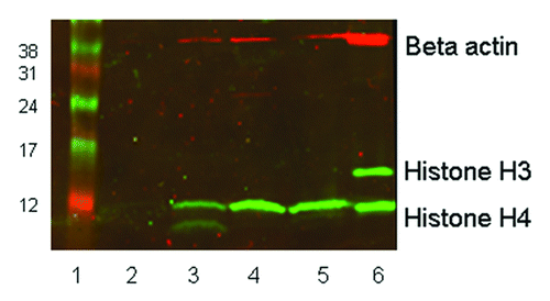 Figure 7. western blot showing histone H3 and H4 acetylation in vivo in leukocytes from a single patient. Twenty micrograms of protein was loaded in each lane of a 15% SDS-PAGE gel. Rabbit anti-acetyl histone H3 detected a protein band at approximately 16 KDa and rabbit anti-acetyl histone H4 detected a band at 12 KDa; mouse anti-β-actin (the loading control) recognized a protein band at 42 KDa. The secondary antibody anti-mouse Cy3 has red fluorescence and the anti-rabbit Cy5 has green fluorescence. Lane 1, size marker. Lane 2, pre-treatment leukocytes. Lane 3, 6 h post treatment. Lane 4, 24 h post treatment. Lane 5, 48 h post treatment. Lane 6, control 697 cells incubated with 100 nM LBH589 for 24 h.