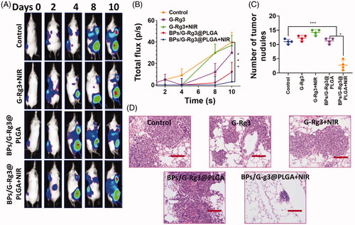 Figure 5. The intratail vein injections model was suppressed by BPs/G-Rg3@PLGA in 4T1-luc cell lung metastasis. (A) After injections of 100 μL of 4T1-luc (15 mg/mL) via the IVIS system of spectrum imaging for whole mice of various group were observed bio-luminescence. (B) Quantified analysis of the bio-luminescent signal in various categories on the lung places in comparisons to untreated control over the time period. (C) At the final stage of the investigation, quantifications of tumor nodules in the lungs of mice. (D) H&E staining photographs in different groups of lung sections. Scale bar 100 µm. The data are represented as the means ± SD; *p< .05 and ***p< .001.