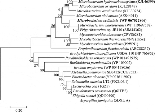 Figure 5. Maximum-Likelihood tree showing the phylogenetic positions of strain YLB-01T and other OTSA protein sequences.