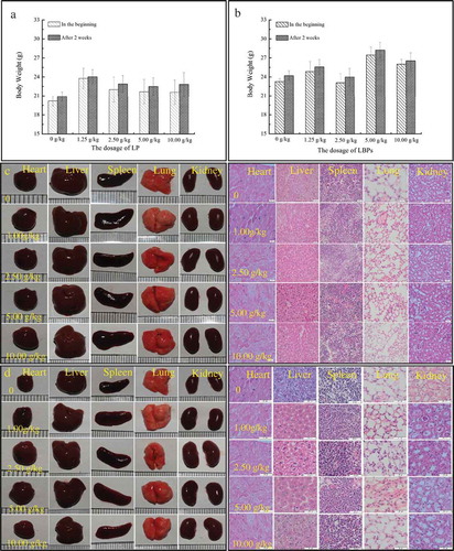 Figure 2. The acute toxicity of LP and LBPs. The effects of LP (a) and LBPs (b) on body weight of normal mice; the effects of LP (c) and LBPs (d) on histopathological profiles of viscera of normal mice.Figura 2. Toxicidad aguda del LP y los LBP. Efectos del LP (a) y los LBP (b) en el peso corporal de ratones normales; efectos del LP (c) y los LBP (d) en los perfiles histopatológicos de las vísceras de ratones normales.