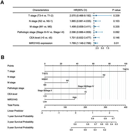 Figure 4 Forest plots and the nomogram for the prognosis of colorectal cancer patients. (A) The forest plots of the multivariable Cox regression analysis in colorectal cancer patients. (B) The nomogram for predicting the probability of colorectal cancer patients with 1-, 3- and 5-year overall survival.