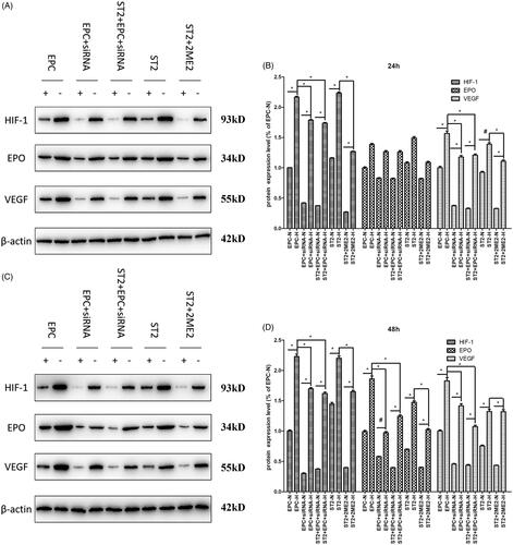 Figure 8. The expression of key molecules at protein level at 24 h and 48 h. (A) The bands of Western blot after 24 h. (B) The quantification of grey values of E. (C) The bands of Western blot after 48 h. (D) The quantification of grey values of G. “+” and “N” means normoxic condition, “–” and “H” means hypoxic condition. “*” means p < .05, “#” means p > .05.