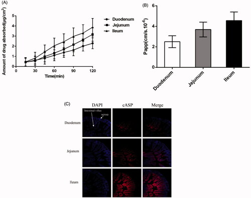 Figure 3. Absorptive characteristics of cASP in the Ussing chamber model in vitro and ligated intestinal loops in vivo from three different intestines. (A) The accumulated transport amount curve. (B) The Papp value from three different intestines. (C) Distribution of cASP in small intestine villi with ligated intestinal loops. Among which, blue fluorescence represent the nucleus of small intestinal cells and red fluorescence refer to cASP. All of the data represent the mean ± SD (n = 3).