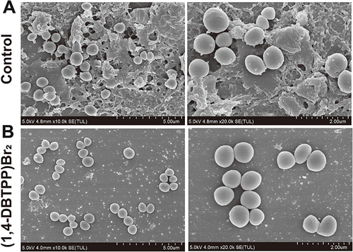 Figure 5 Scanning electron microscopy (SEM) images of biofilm formation of Methicillin-resistant Staphylococcus aureus (MRSA) treated with (A) phosphate-buffered saline or (B) (1,4-DBTPP)Br2 at 35 °C for 24 h.