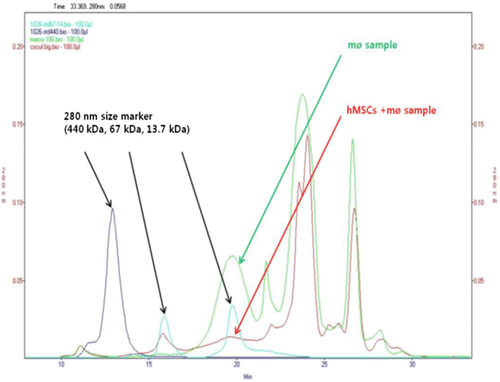 Figure 4. Analysis of conditioned media (CM) by size exclusion chromatography (SEC). The CMs from macrophage culture (green arrow) or human bone marrow mesenchymal stem cells (HBMSCs) + macrophages co-coculture (red arrow) were analyzed at 280 nm wavelengths, using three markers (black arrow). Overlay of a single injection chromatograms of the CM (≥3 kDa), is injection was 100 μL.