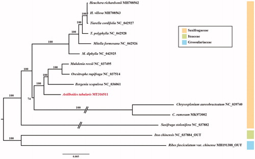 Figure 1. Maximum-likelihood tree based on 77 protein-coding genes from 13 representative species of Saxifragaceae. Bootstrap support values are shown at the branches.