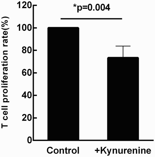 Figure 5. Kynurenine directly inhibits T cell proliferation, suggesting that IDO may contribute to IFN-γ-mediated MSC immunomodulation. T lymphocytes cultured alone (under the stimulation of anti-human CD3 mAb and anti-human CD28 mAb) was served as the control group. When exogenous kynurenine (100 μΜ) was added into the culture system, the rate of T cell proliferation was significantly restrained (p = 0.004). Results were representative of six independent experiments, expressed as mean ± S.E, each performed in triplicate.