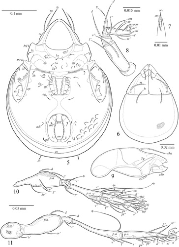Figures 5–11 Zetorchella cotedivoirensis Ermilov n. sp. Adult: 5, ventral view (gnathosoma and legs not illustrated); 6, subcapitulum, ventral view; 7, subcapitular lip, right, ventral view; 8, palp, right, antiaxial view; 9, chelicera, left, paraxial view; 10, leg I, without trochanter, left, paraxial view; 11, leg IV, left, antiaxial view.