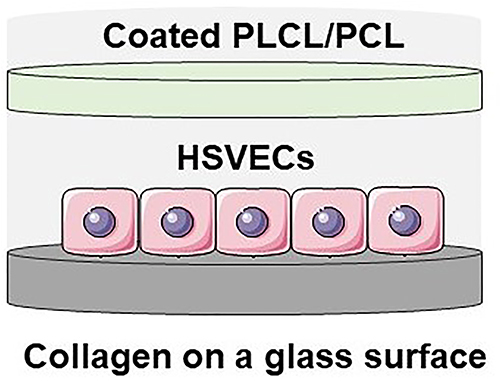 Scheme 2 Position of coated PLCL/PCL in cell culture experiments.