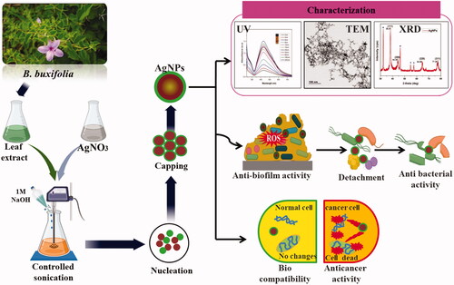 Schematic diagram 1. Schematic depiction of green synthesis of silver nanoparticles and their antibacterial, antibiofilm, anticancer, and biocompatibility activity [42]