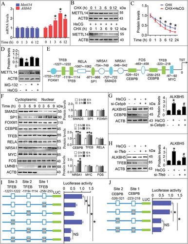 Figure 9. HsCG induces transcription of Alkbh5 in Leydig cells (LCs). (A) TM3 cells were treated with HsCG for indicated times, and mRNA levels of Mettl14 and Alkbh5 were analyzed by qRT-PCR. *P < 0.05 vs. the control cells. (B and C) TM3 cells were pre-treated with cycloheximide (CHX, 10 μg/mL) for 3 h followed by exposure to HsCG for indicated times, and protein levels of METTL14 were assessed by western blotting and quantitatively analyzed. *P < 0.05 vs. the CHX-treatment cells. (D) TM3 cells were pre-treated with MG-132 (2 μM) for 1.5 h followed by exposure to HsCG for 6 h. Expression levels of METTL14 were examined by western blotting and quantitatively analyzed. Data are presented as means ± SEM (n = 3). *P < 0.05 vs. the control cells. (E) Potential transcription factor binding sites in the Alkbh5 promoter region were predicted. (F) TM3 cells were treated with HsCG for indicated times. Both cytoplasmic and nuclear proteins were isolated, followed by western blotting and quantitative analysis. ACTB and LMNB1 served as cytosolic and nuclear markers, respectively. Data are presented as means ± SEM (n = 3). *P < 0.05 vs. the control cells. (G and H) TM3 cells were transfected with siRNA targeting Cebpb (si-Cebpb) or si-Tfeb and cultured for 36 h followed by exposure to HsCG for 6 h. The expression of ALKBH5 was examined by western blotting and quantitatively analyzed. Data are presented as means ± SEM (n = 3). *P < 0.05 vs. the control cells; #P < 0.05 vs. the HsCG-treated cells. (I and J) TM3 cells were transfected with Alkbh5 promoter constructs harboring indicated mutations of TEFB binding sites (I) or CEBPB binding sites (J). Luciferase activity was measured, and data were presented as means ± SEM (n = 3). *P < 0.05. An “NS” denotes no statistically significant difference between the testing groups