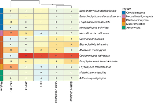 Figure 5. C. lativittatus copy number for HMG-box, RIF1, chitin deacetylase, Egh16-like, and AMPK1 gene orthogroups compared with other fungi. A heatmap is depicted here, organized by fungal phylogenetic relationships, depicting the copy number of orthologous genes, representing differentially expressed transcripts, with expanded gene counts in C. lativittatus relative to other fungi. The colors of the gene counts are normalized per gene family, with red indicating a high normalized count and blue indicating a low count. The phylum for each taxon is indicated by the colored row labels on the left. The dendrogram above the heatmap clusters the columns by similarity in counts between the different gene families. Validated HMG-boxes were found in two orthogroups, which are shown combined here for simplicity.