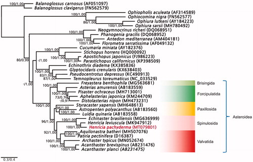 Figure 1. Phylogenetic analysis of Henricia pachyderma and an additional 31 echinoderms performed with the maximum likelihood and Bayesian inference methods based on the nucleotide sequences of 13 protein-coding gene sequences. Two hemichordates (Balanoglossus carnosus and B. clavigerus) were used as outgroups. The bootstrap support and posterior properties values are indicated on each node as >70 and 0.7.
