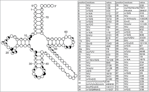 Figure 7. Modification profile for tRNA sequences from mitochondria (124 sequences from 18 species). For the description of the tables and cloverleaf content see the legend for Figure 3. The numbering of the residues is presented in Figure 1. Note that sequences from Ascaris suum have a lot of deletions and as a result their alignment is problematic. In the majority of cases xA37 is i6A37 or ms2i6A. In Neurospora crassa tRNATyr m5C is present in position e21 or 48.Citation61 In this compilation m5C in e21 and xC48 were kept. The list of species from which the analyzed tRNA sequences originate is provided in Supplementary Table.1.