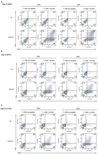 Figure 5. Durability of GV1001-specific functionality after mRNA transfection.Primary T cells were transfected with mRNA encoding TCR D71_RQR8. The TCR expression and functionality was assessed at three different time points, on T cells rested for 24 h, 67 h or 115 h between electroporation and peptide stimulation. The transfected T cells and non-transfected control T cells were stimulated with irradiated EBV-transformed cells ± hTERT peptide GV1001. The cultures were incubated for 5 h and analysed by flow cytometry. Figs. A, B and C show INFγ/TNFα staining of cells rested for 24 h, 67 h or 115 h, respectively. Percentage of cells in each quartile is given. The transfection efficacy was about 50% for CD4+cells and 90% for CD8+cells, as measured by RQR8 expression (not shown). The figures include all CD4+and CD8+cells, regardless of RQR8 expression.