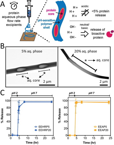 Figure 5. (A) Schematic of emulsion electrospinning process leading to aqueous, protein-loaded cores within a pH-sensitive polymer fiber. B) TEM images of core/shell architecture of emulsion e-spun fibers showing the aqueous core within Eudragit fibers at 5% (left) and 20% (right) aqueous phase emulsions. C) pH-controlled release kinetics of horse radish peroxidase (HRP, left) and alkaline phosphatase (AP, right) from Eudragit nanofibers in PBS pH 2 and 7 over 24 h. Adapted with permission from Ref. [Citation107].